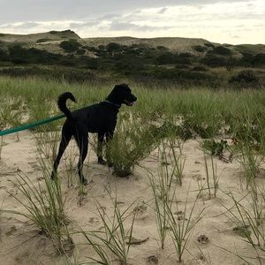 Meet your Posher, Elizabeth